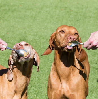 Wag Butter - Peanut Butter for Dogs – Big Spoon Roasters
