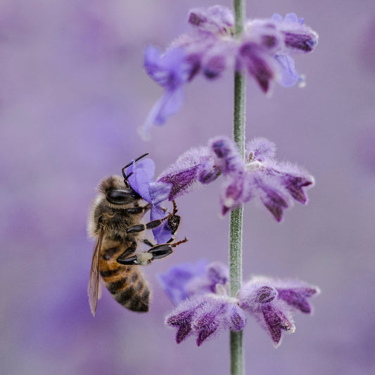 For the Love of Bees