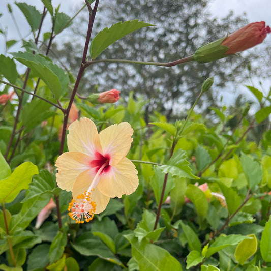 a blooming hibiscus and other flora in Belize