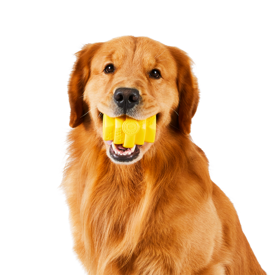 Golden retriever holding a yellow hive pet toy in its mouth