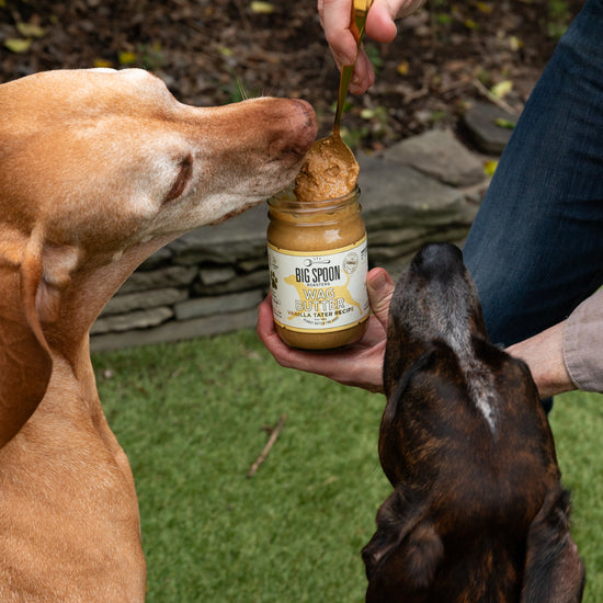 Two dogs eagerly waiting for a treat from a jar labeled 'Big Spoon' held by a person outdoors.
