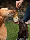 Two dogs eagerly waiting for a treat from a jar labeled 'Big Spoon' held by a person outdoors.