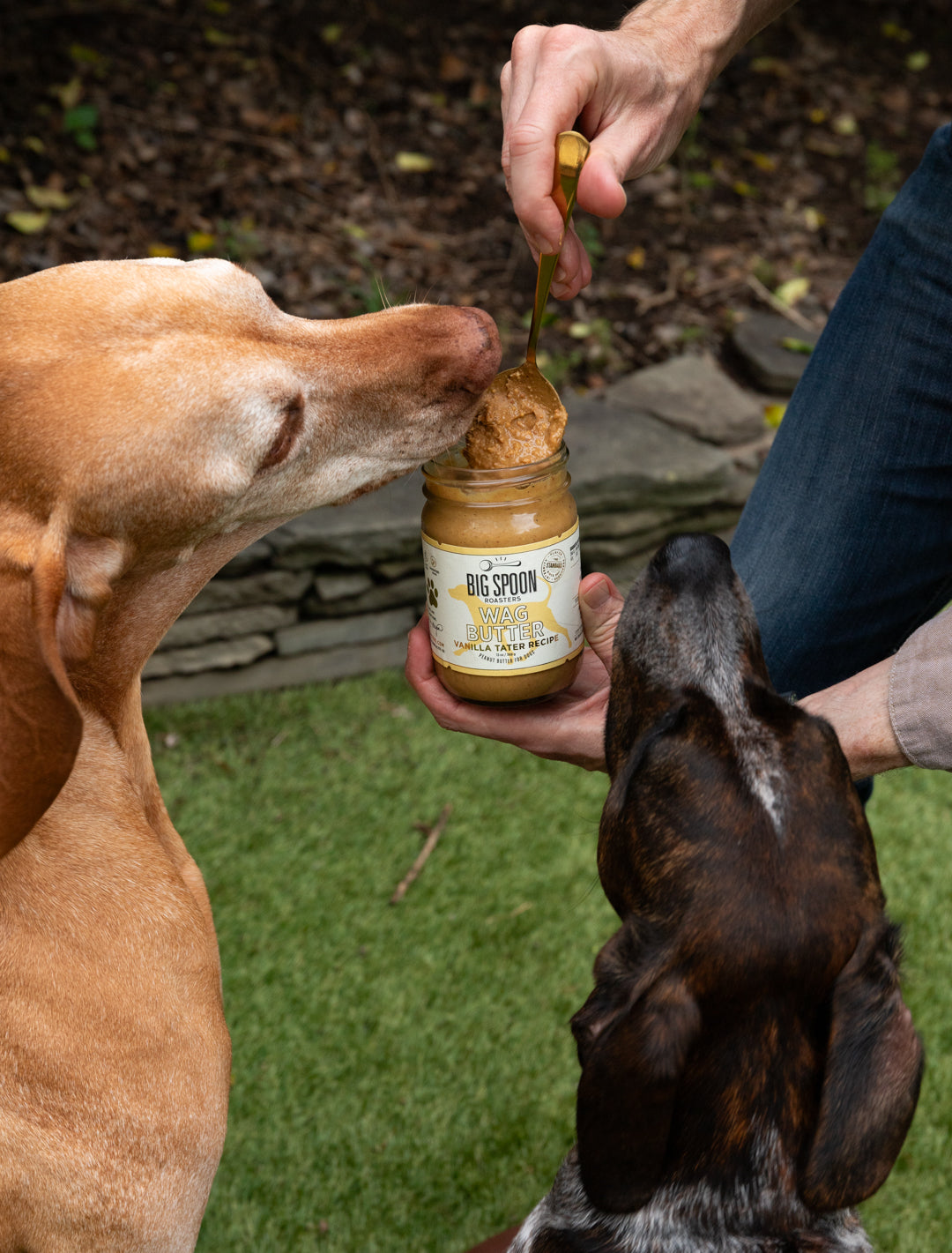 Two dogs eagerly waiting for a treat from a jar labeled 'Big Spoon' held by a person outdoors.