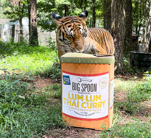 A tiger playing with a cardboard box decorated to look like a jar of Big Spoon Roasters Lum Lum Thai Curry Nut Butter.