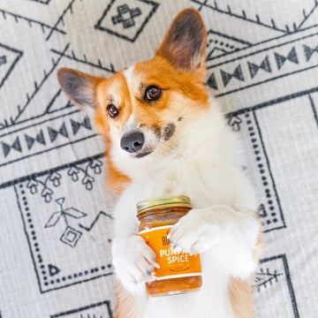 A corgi holds a jar of Pumpkin Spice Wag Buter and looks at the camera while laying on his back on a patterned rug