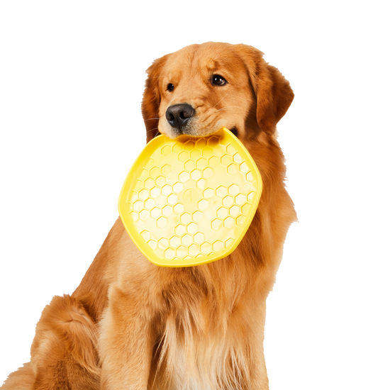 Golden retriever holding a yellow hive pet disc toy in its mouth